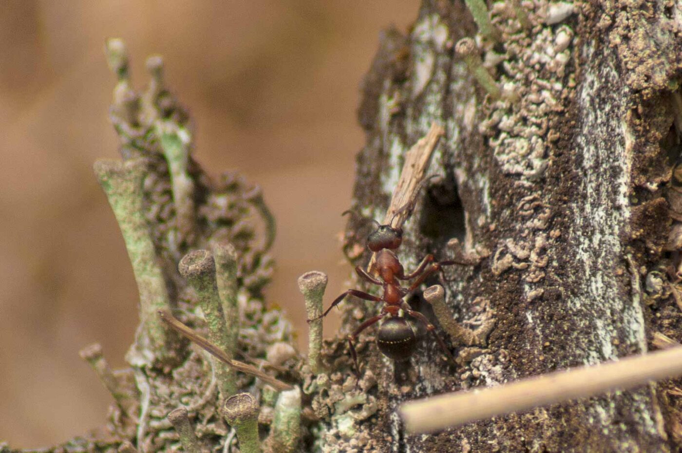 2017-05-24 - Harz - Tag 2