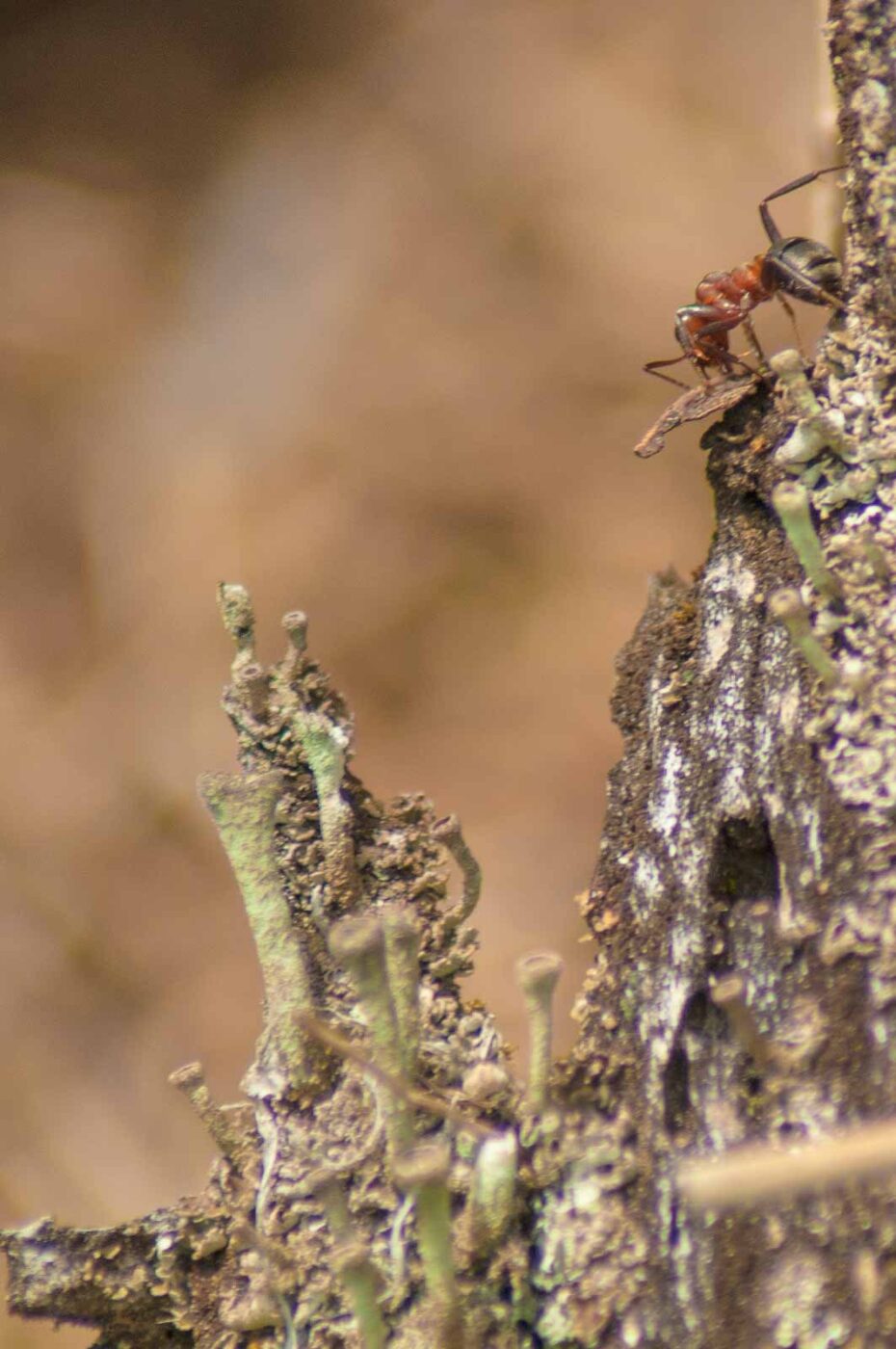 2017-05-24 - Harz - Tag 2