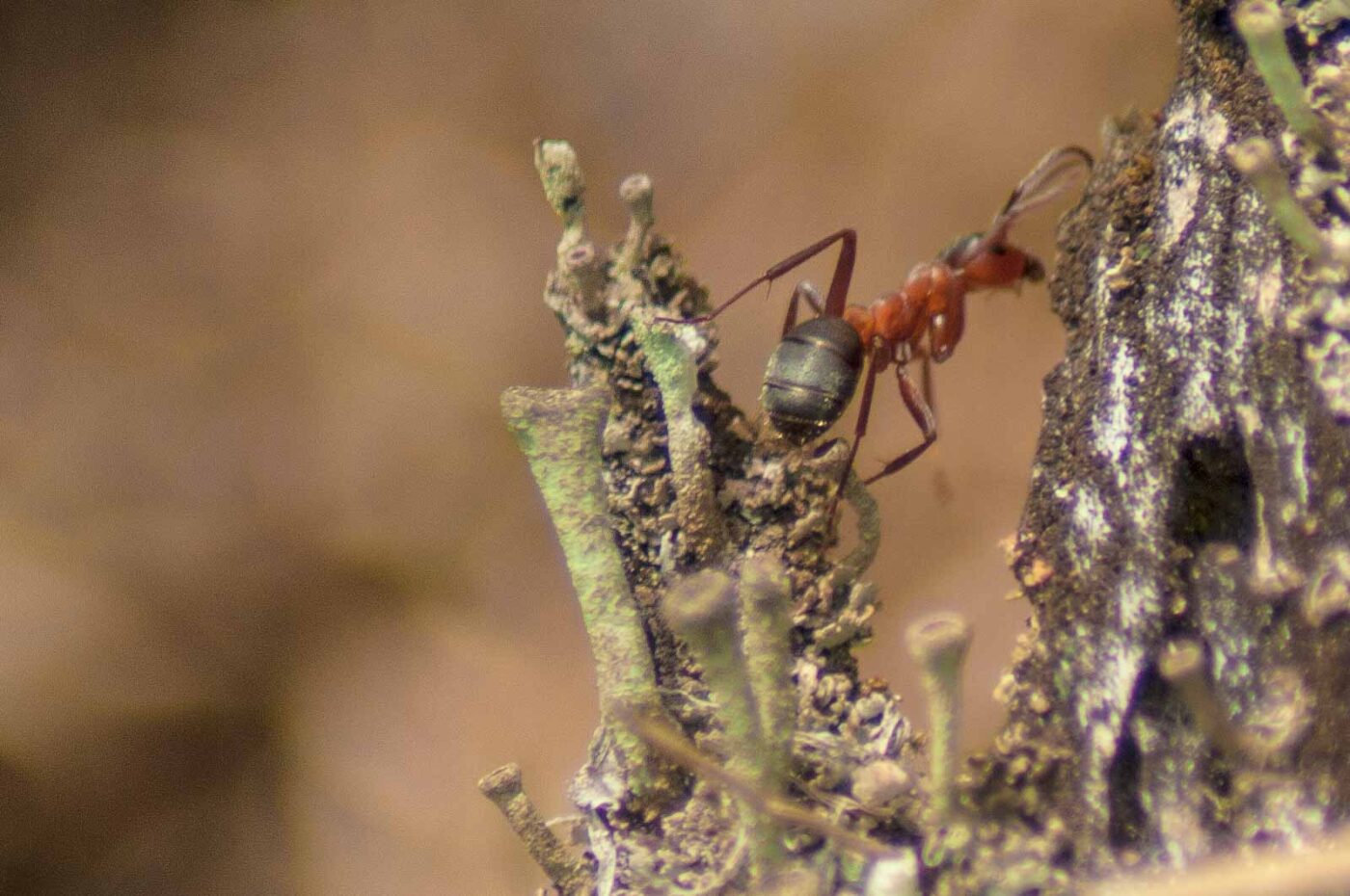 2017-05-24 - Harz - Tag 2