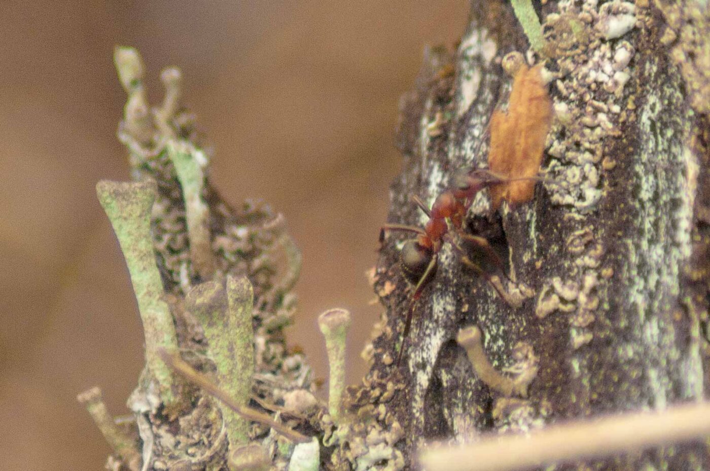 2017-05-24 - Harz - Tag 2