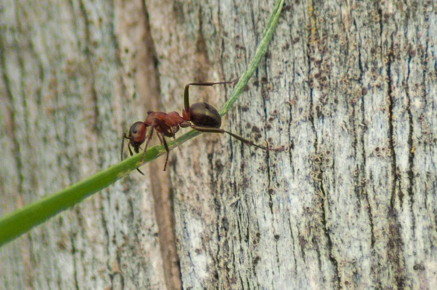 2017-05-24 - Harz - Tag 2