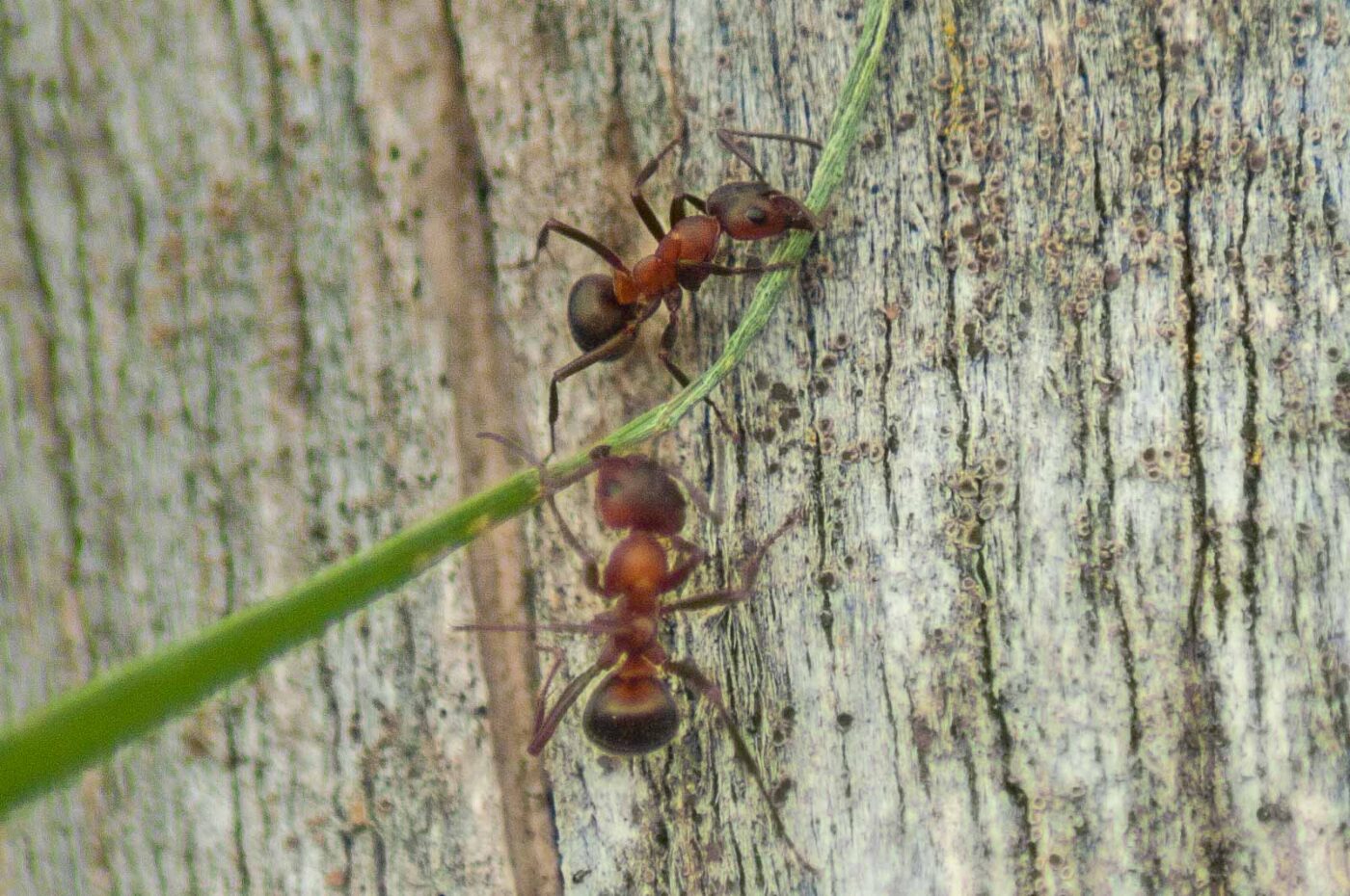 2017-05-24 - Harz - Tag 2