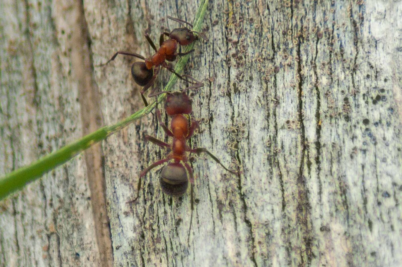 2017-05-24 - Harz - Tag 2