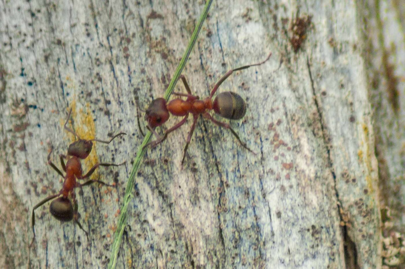 2017-05-24 - Harz - Tag 2