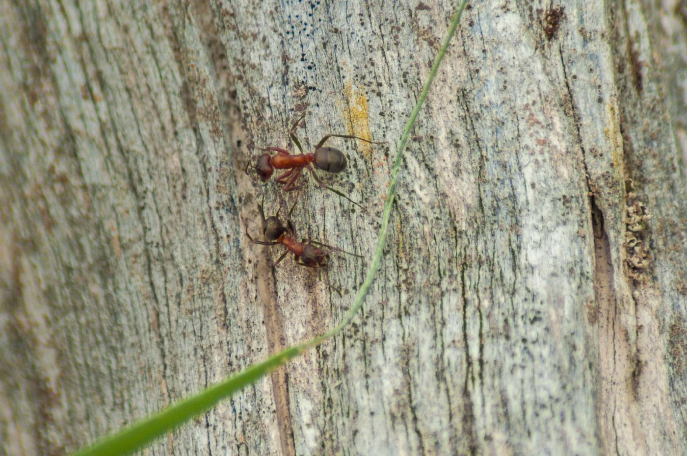 2017-05-24 - Harz - Tag 2