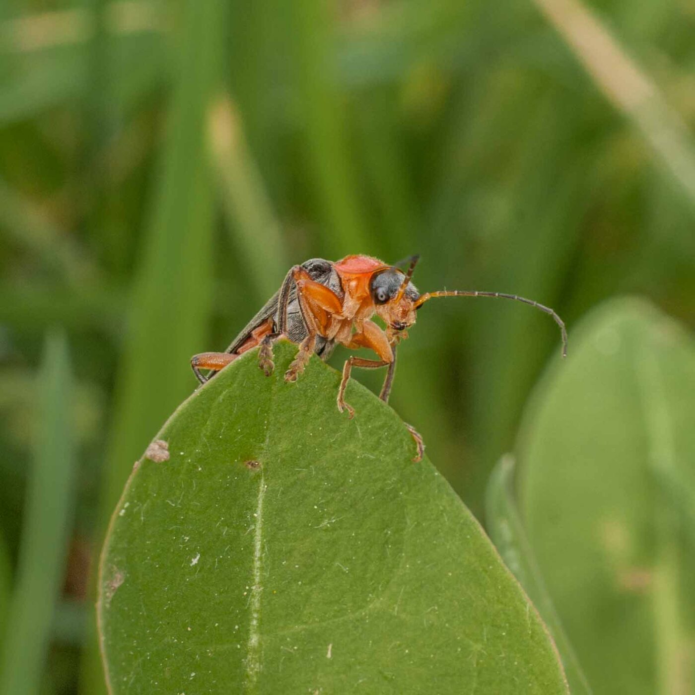 2017-05-24 - Harz - Tag 2