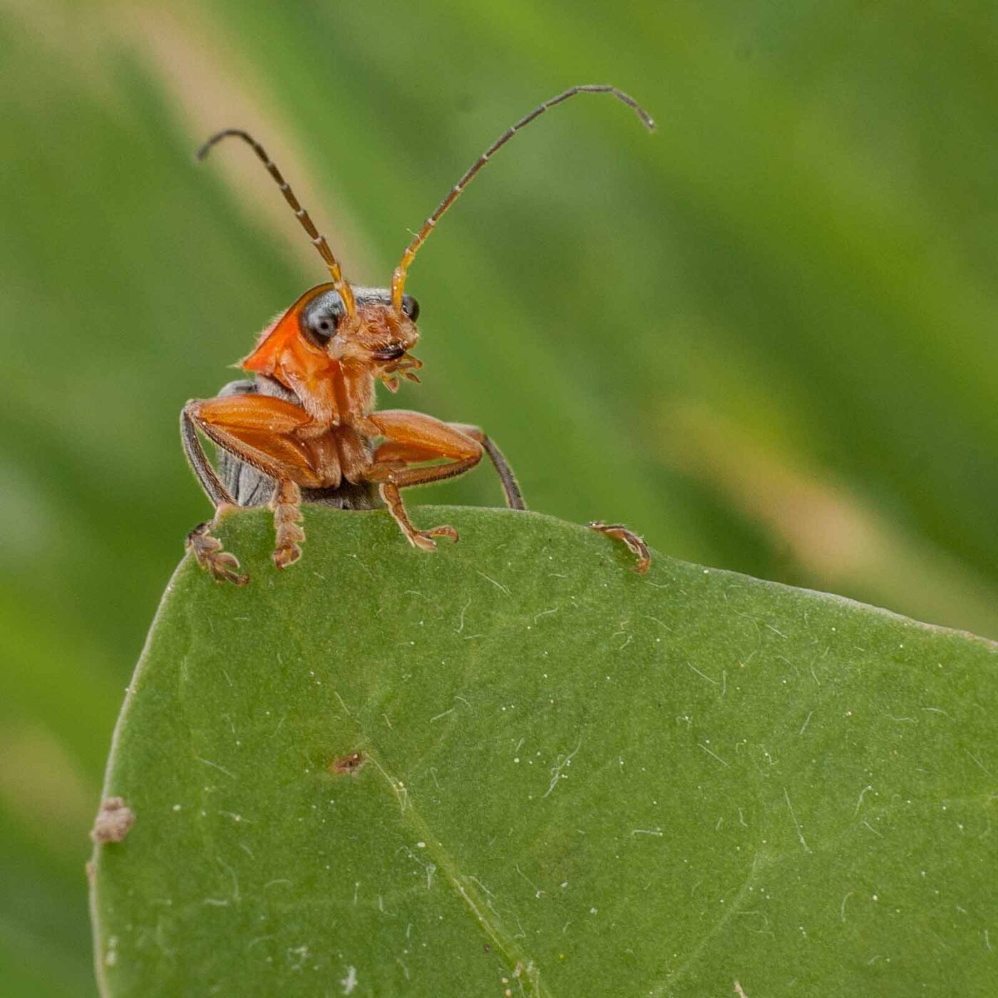2017-05-24 - Harz - Tag 2