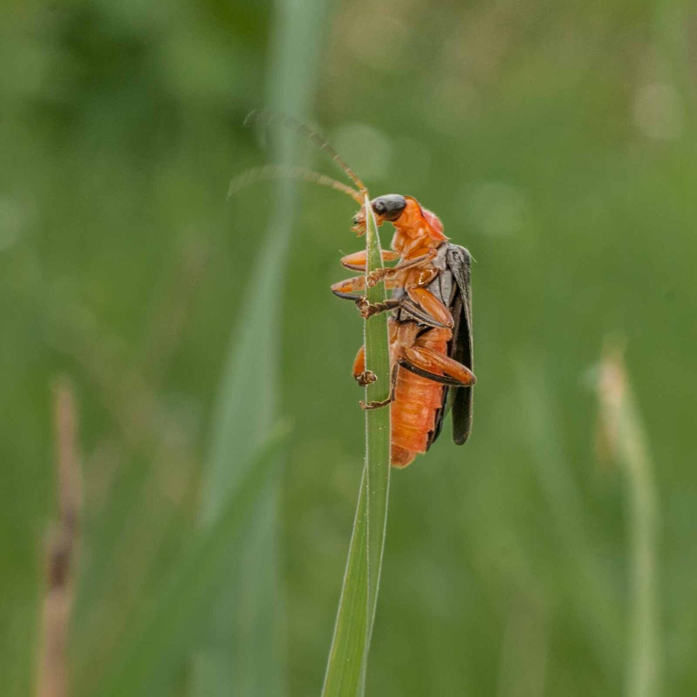 2017-05-24 - Harz - Tag 2