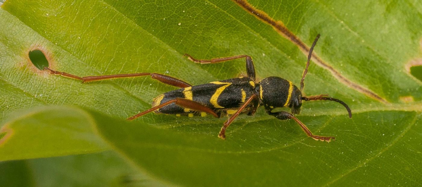 2017-05-24 - Harz - Tag 2