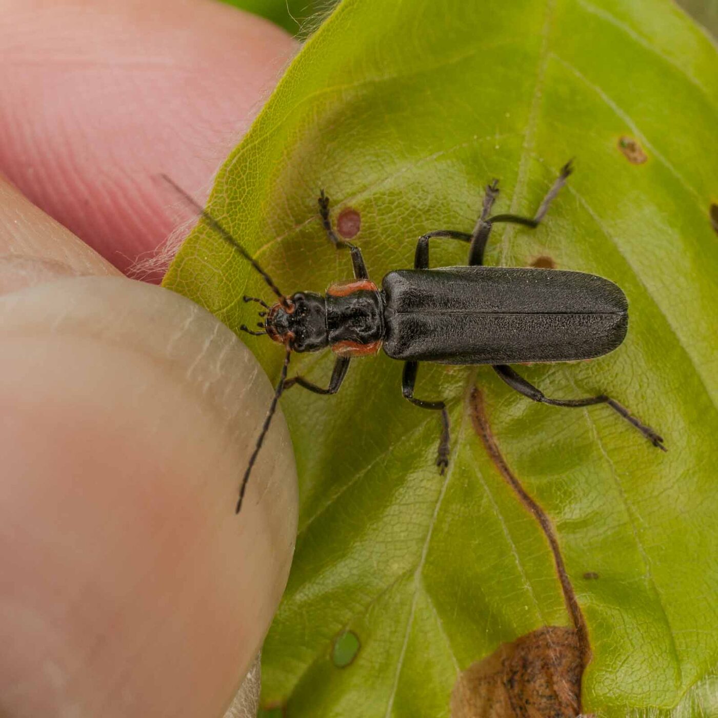2017-05-24 - Harz - Tag 2