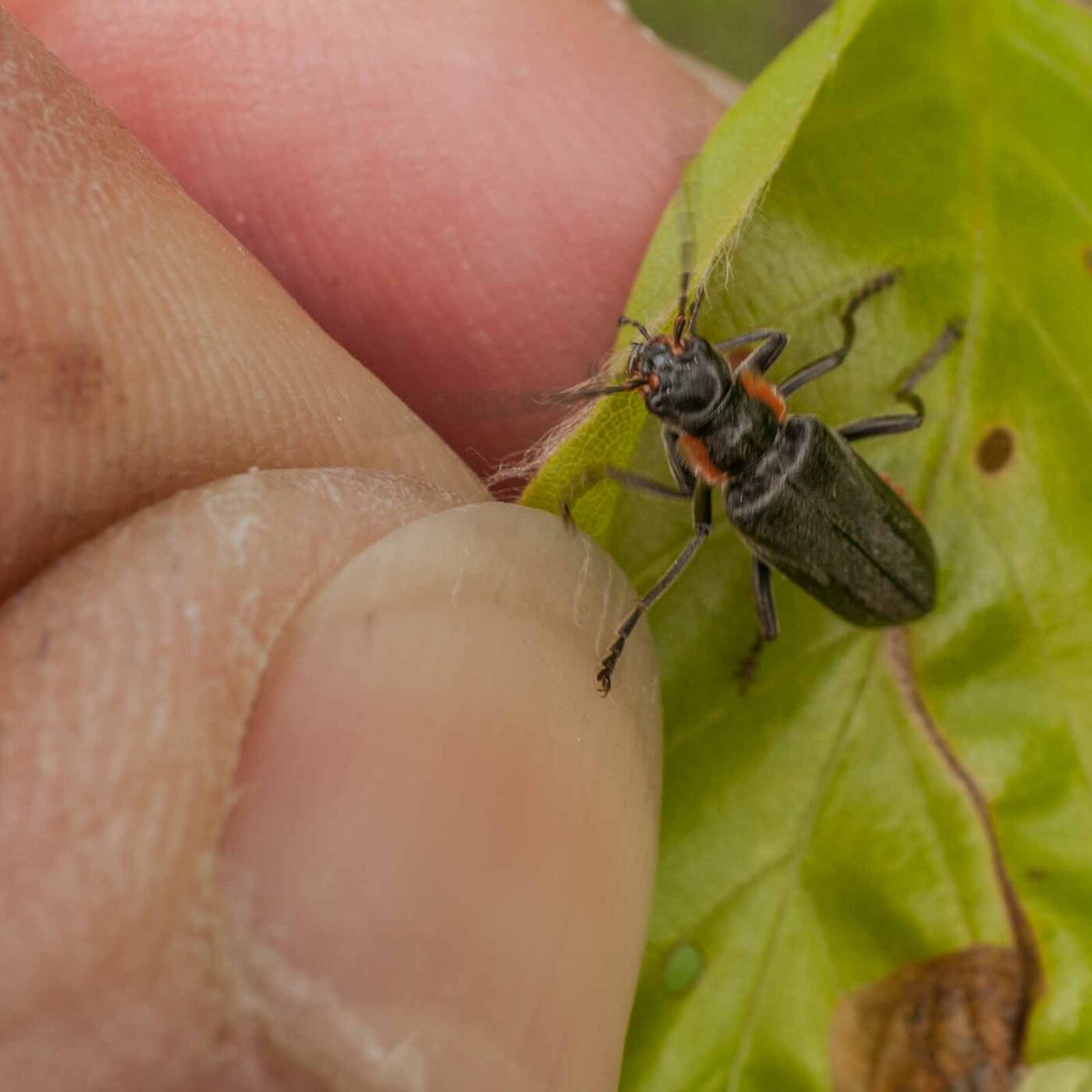 2017-05-24 - Harz - Tag 2