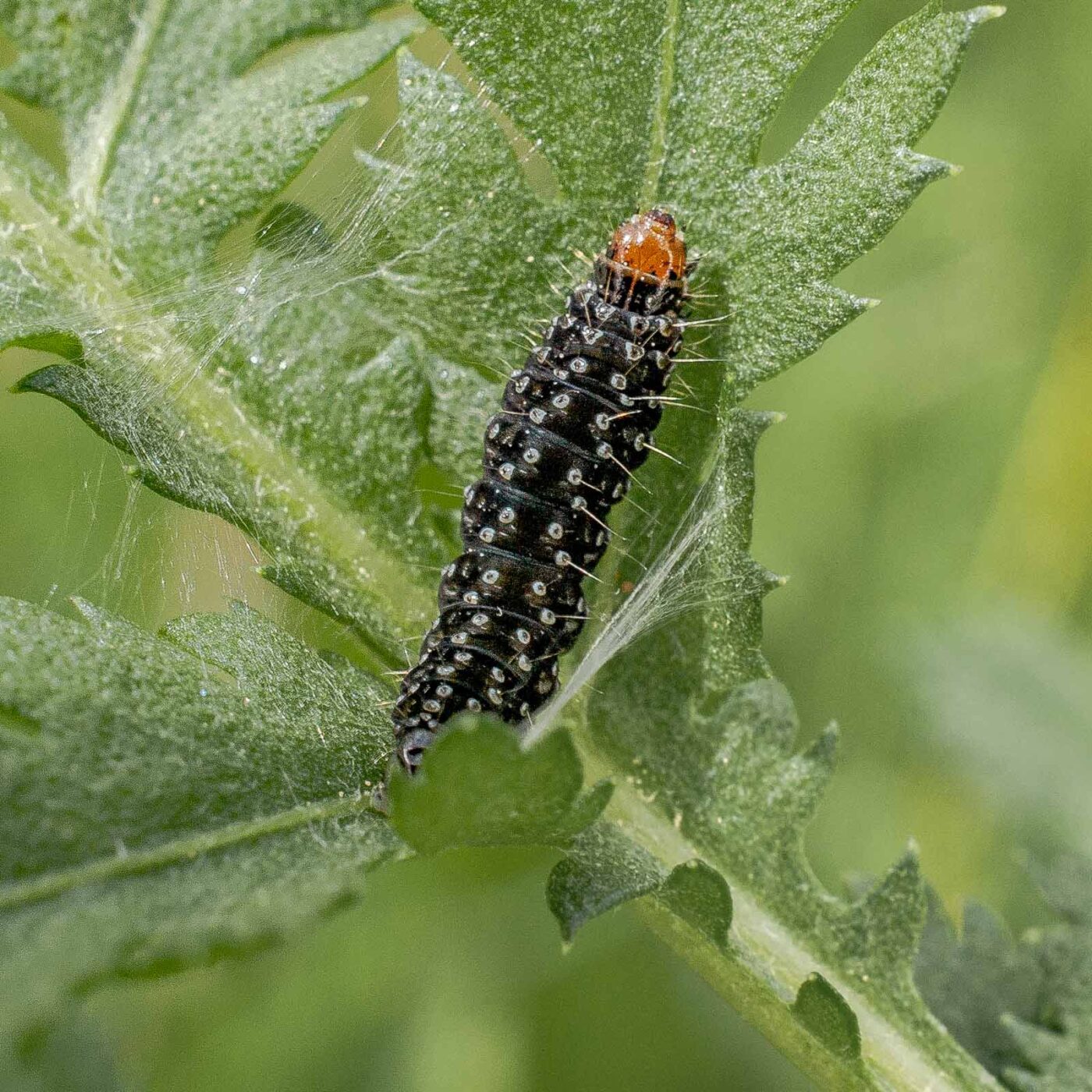 2017-05-24 - Harz - Tag 2