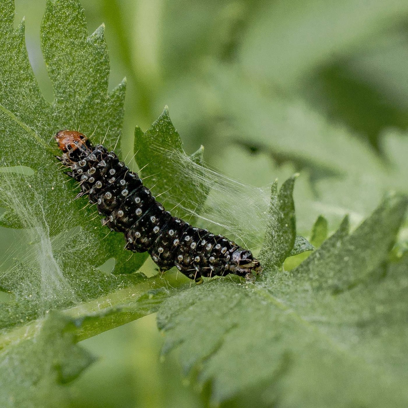 2017-05-24 - Harz - Tag 2