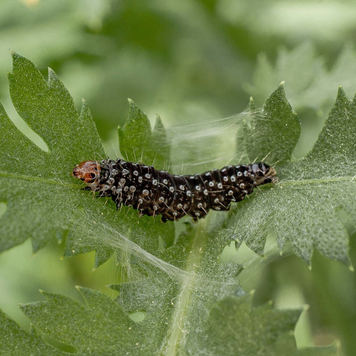 2017-05-24 - Harz - Tag 2