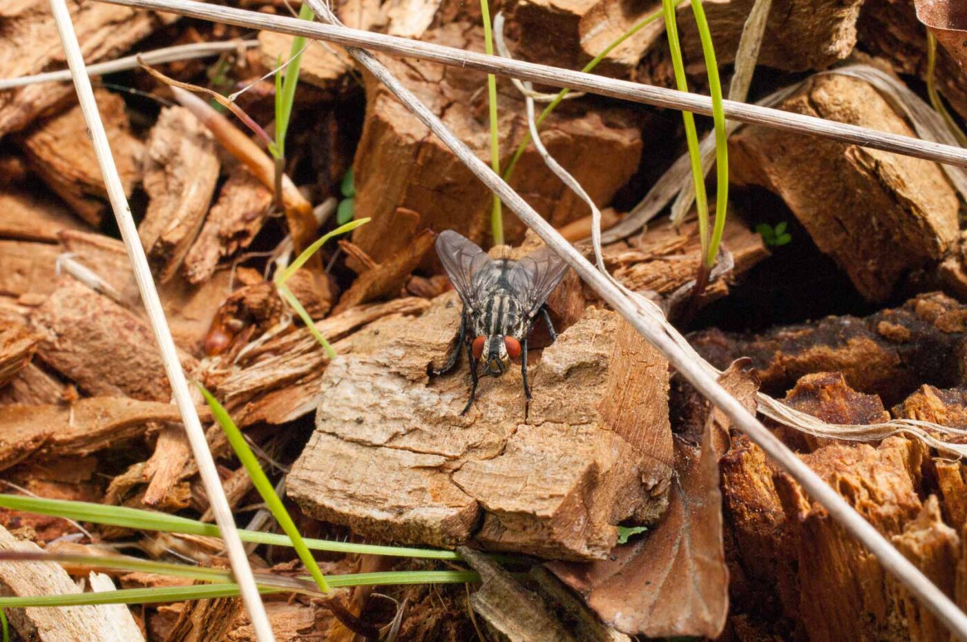 2017-05-24 - Harz - Tag 2