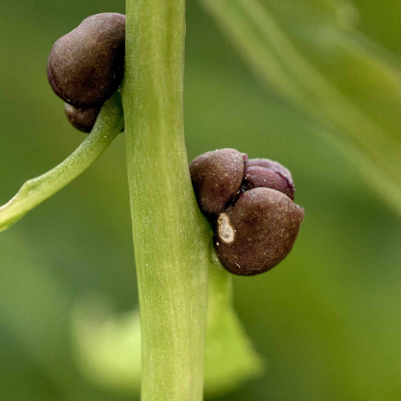 2017-05-24 - Harz - Tag 2