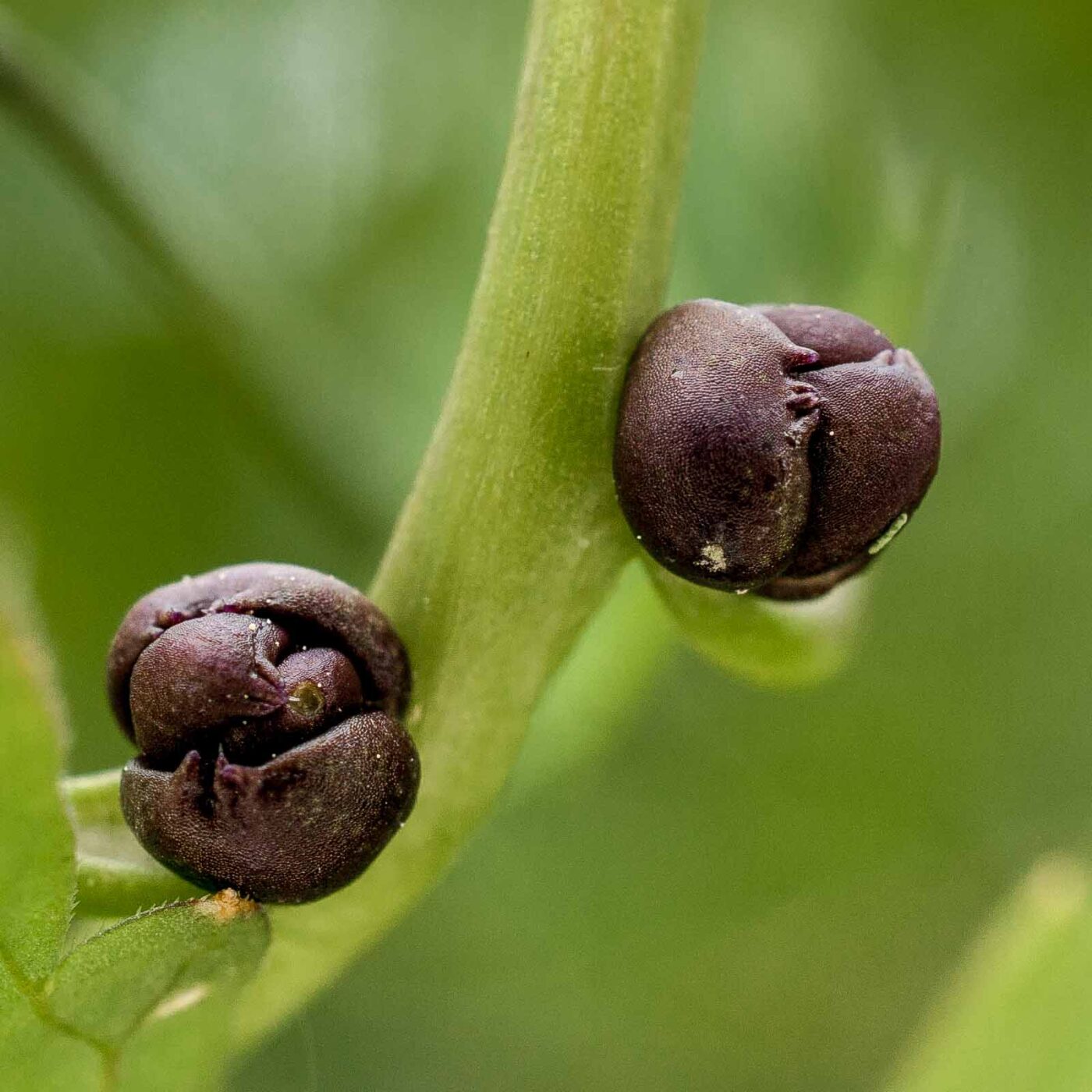 2017-05-24 - Harz - Tag 2