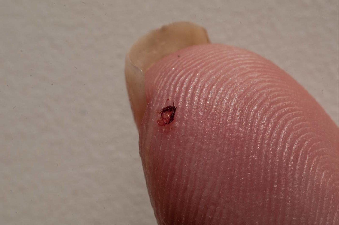 2017-05-25 - Blankenburg