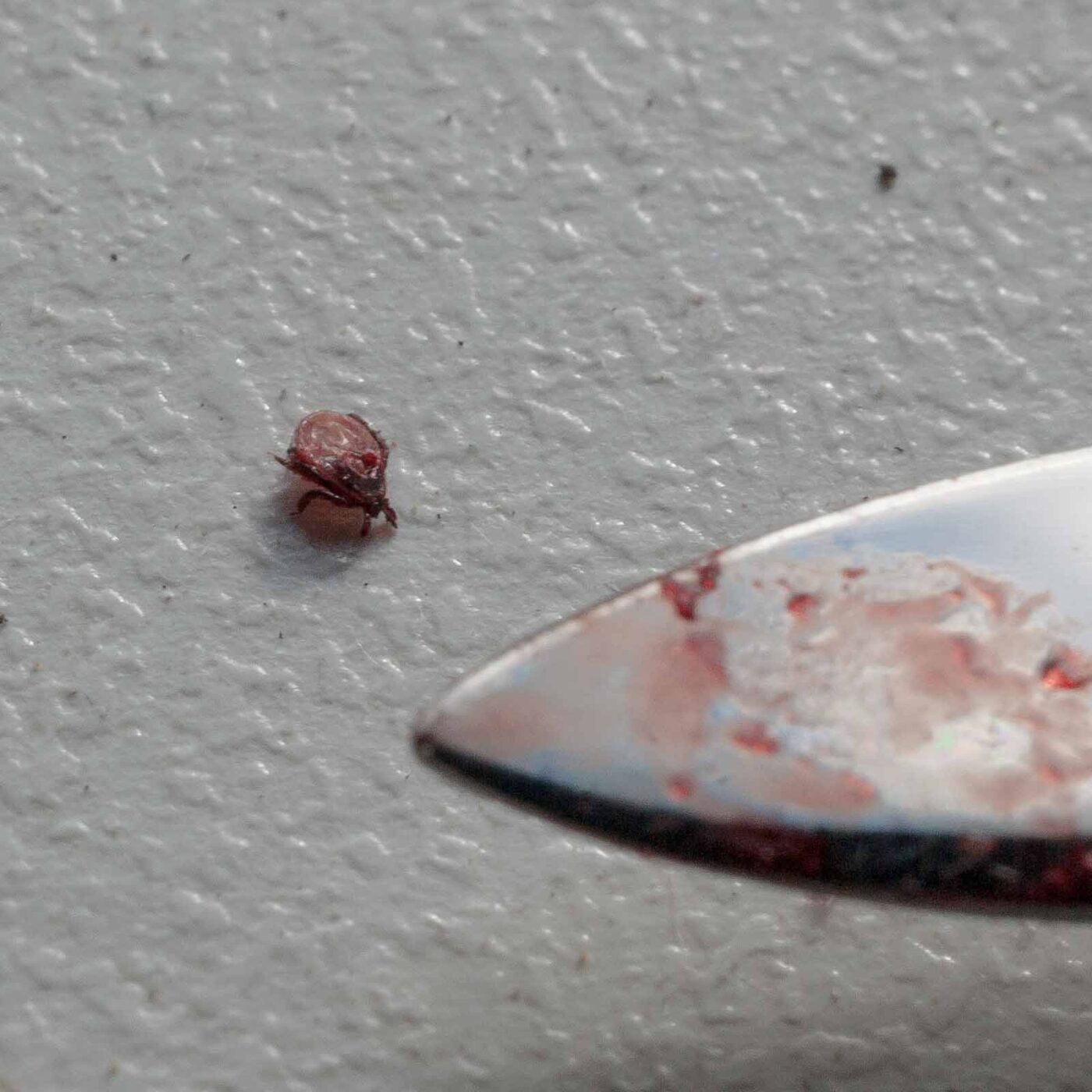 2017-05-25 - Blankenburg