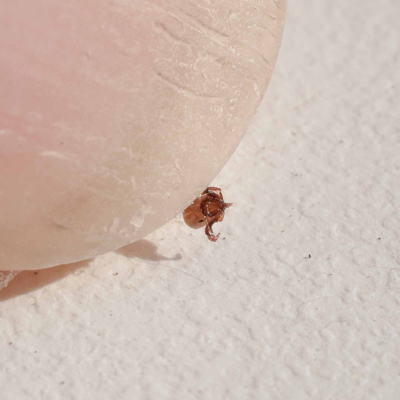 2017-05-25 - Blankenburg