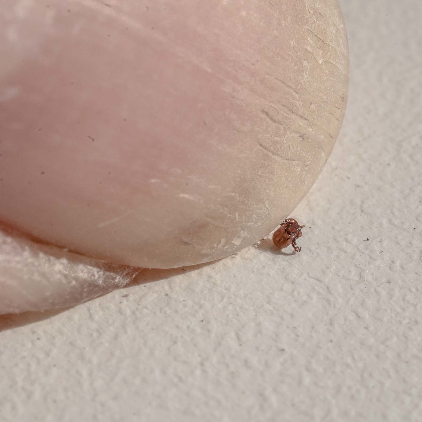 2017-05-25 - Blankenburg