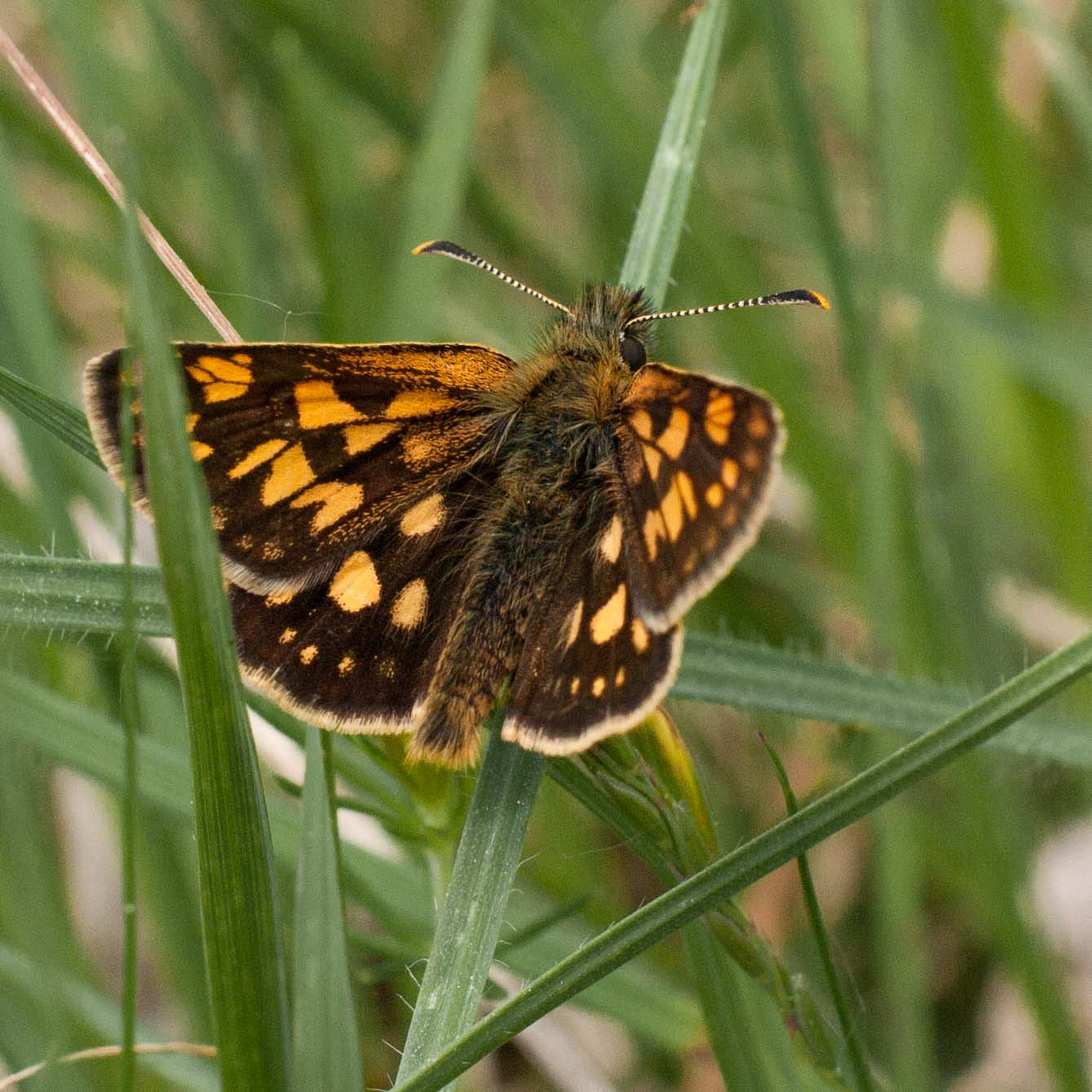 2017-05-25 - Blankenburg