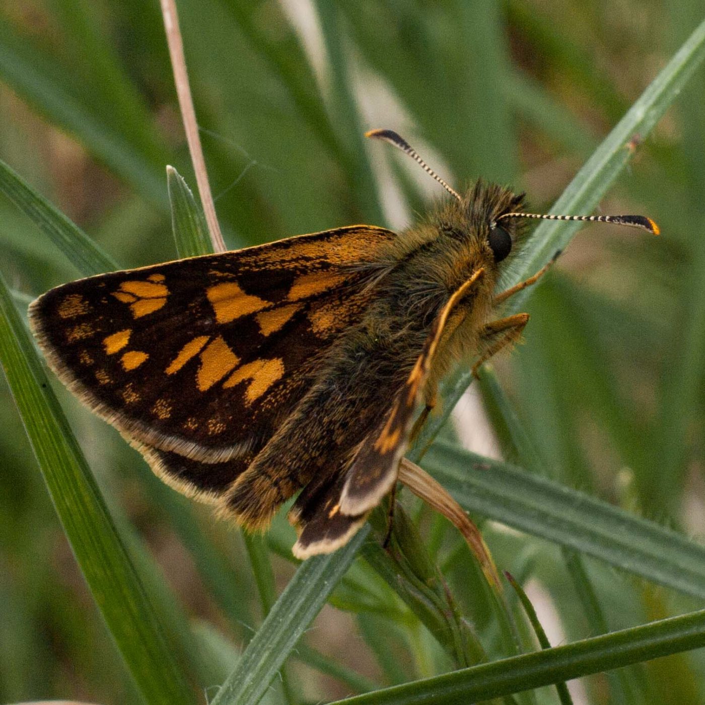 2017-05-25 - Blankenburg