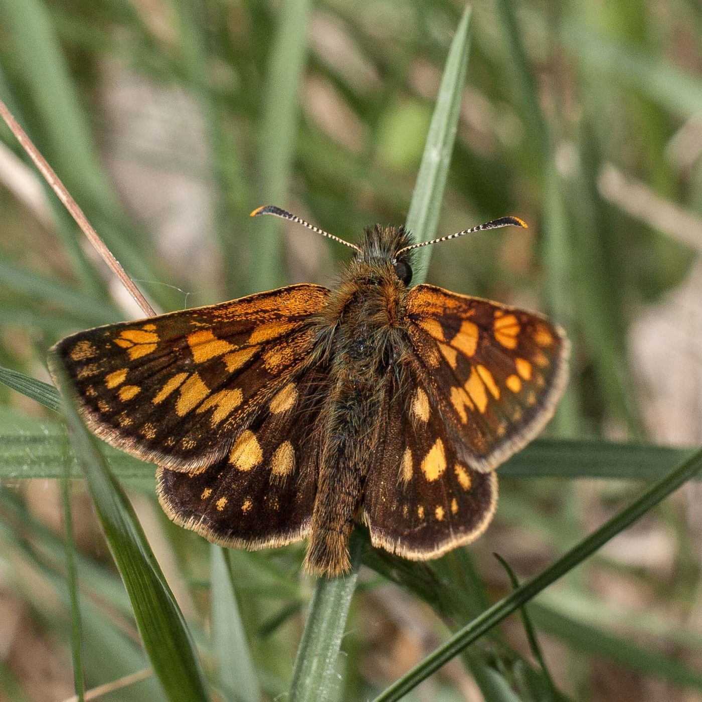 2017-05-25 - Blankenburg