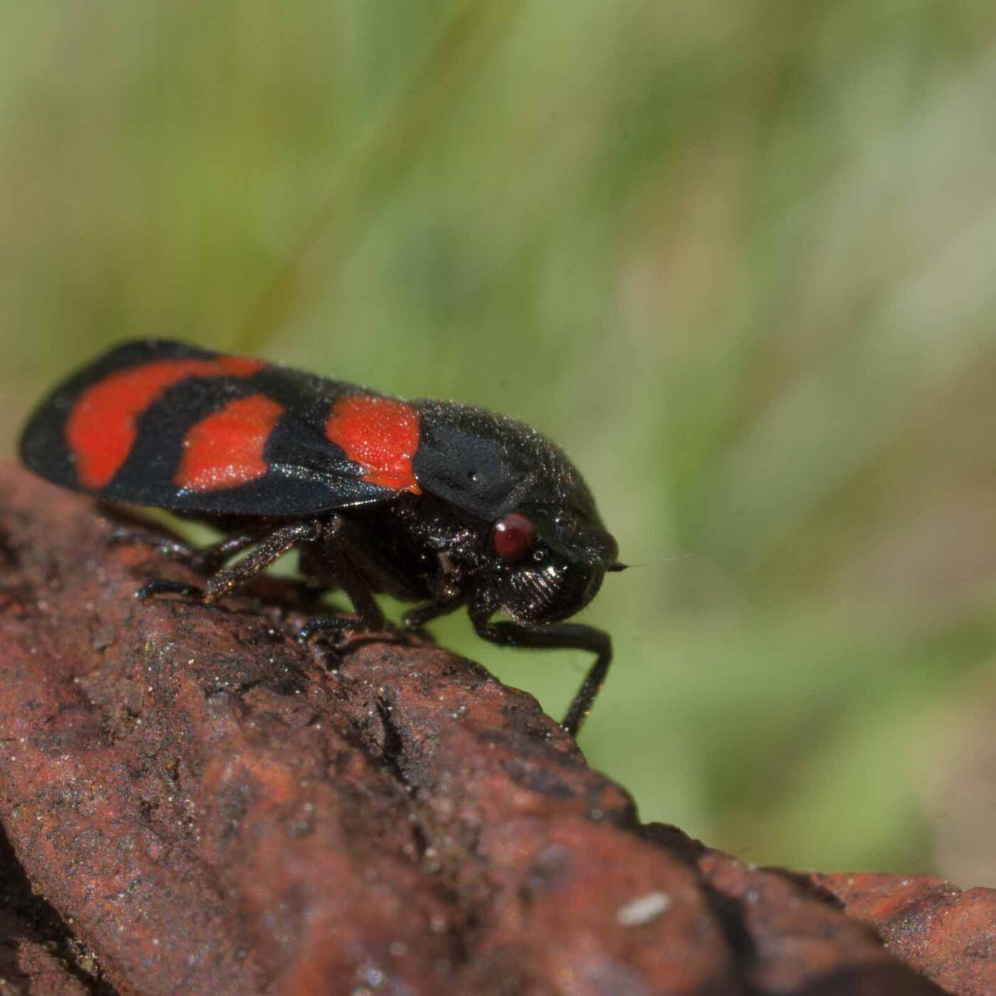 2017-05-25 - Blankenburg