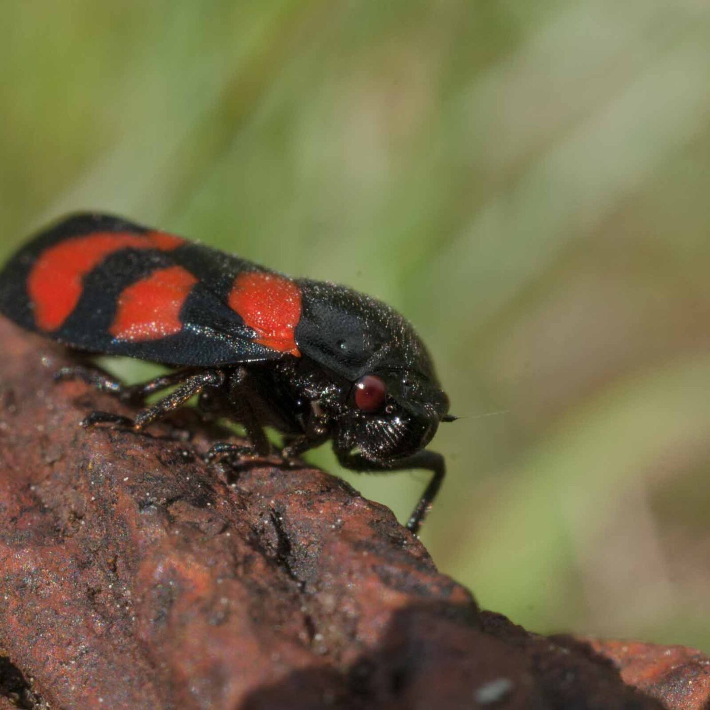 2017-05-25 - Blankenburg