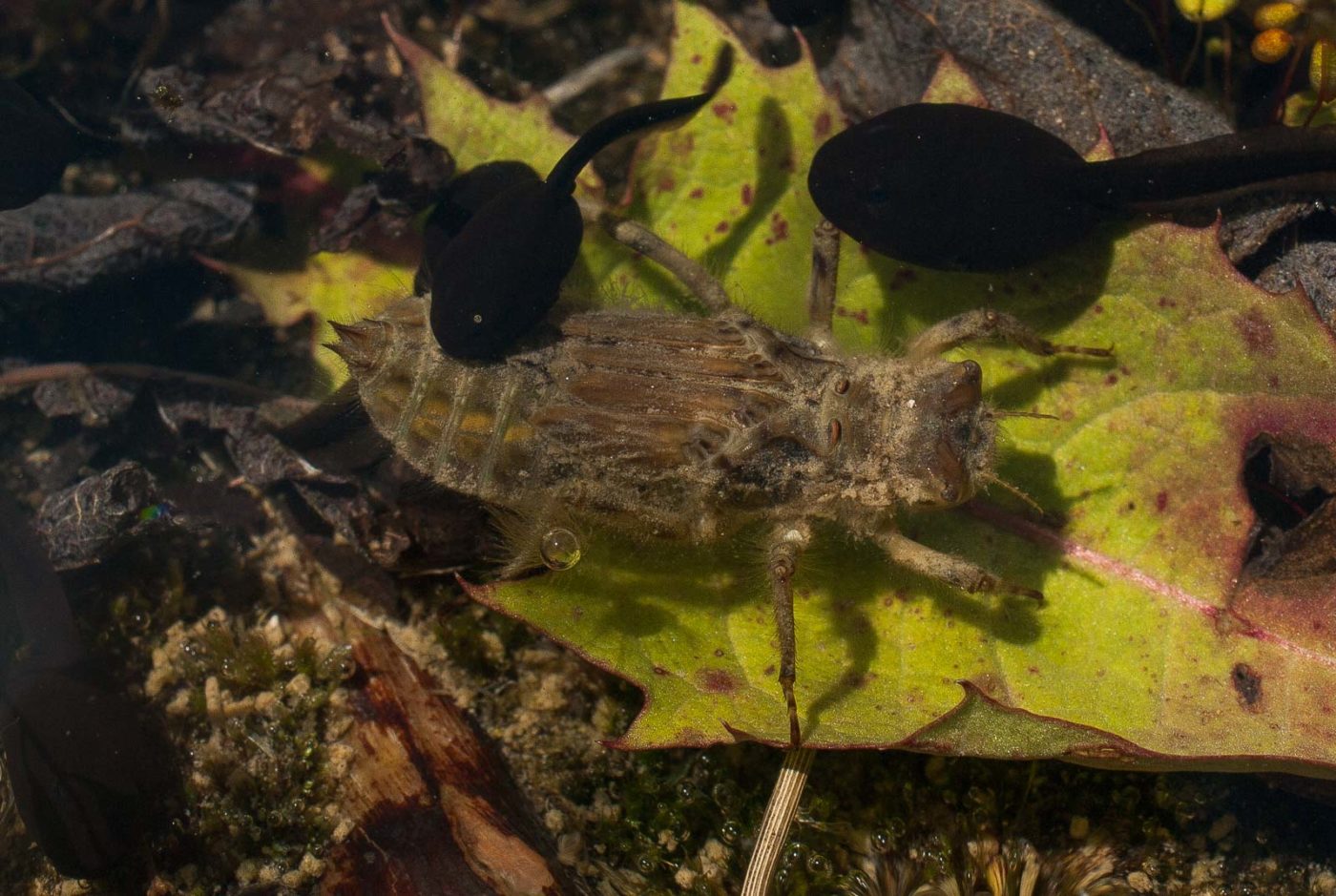 2017-05-25 - Blankenburg