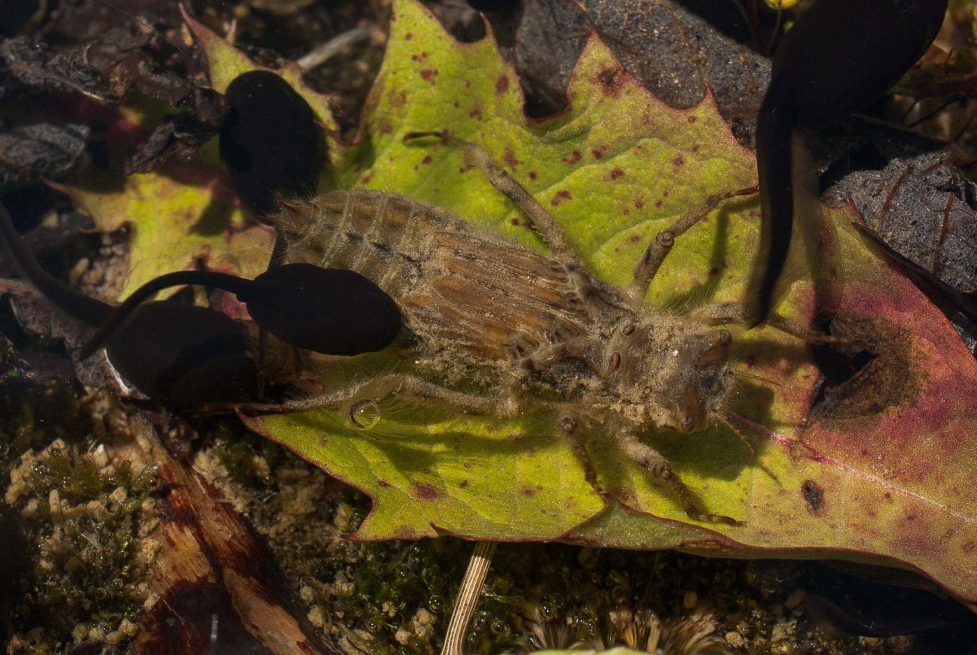 2017-05-25 - Blankenburg