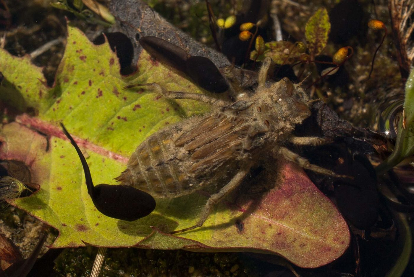 2017-05-25 - Blankenburg