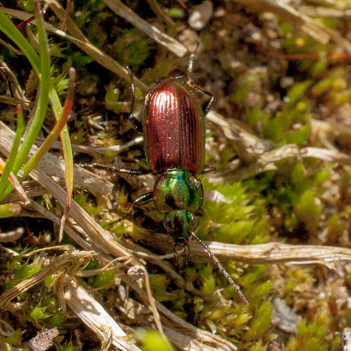 2017-05-25 - Blankenburg
