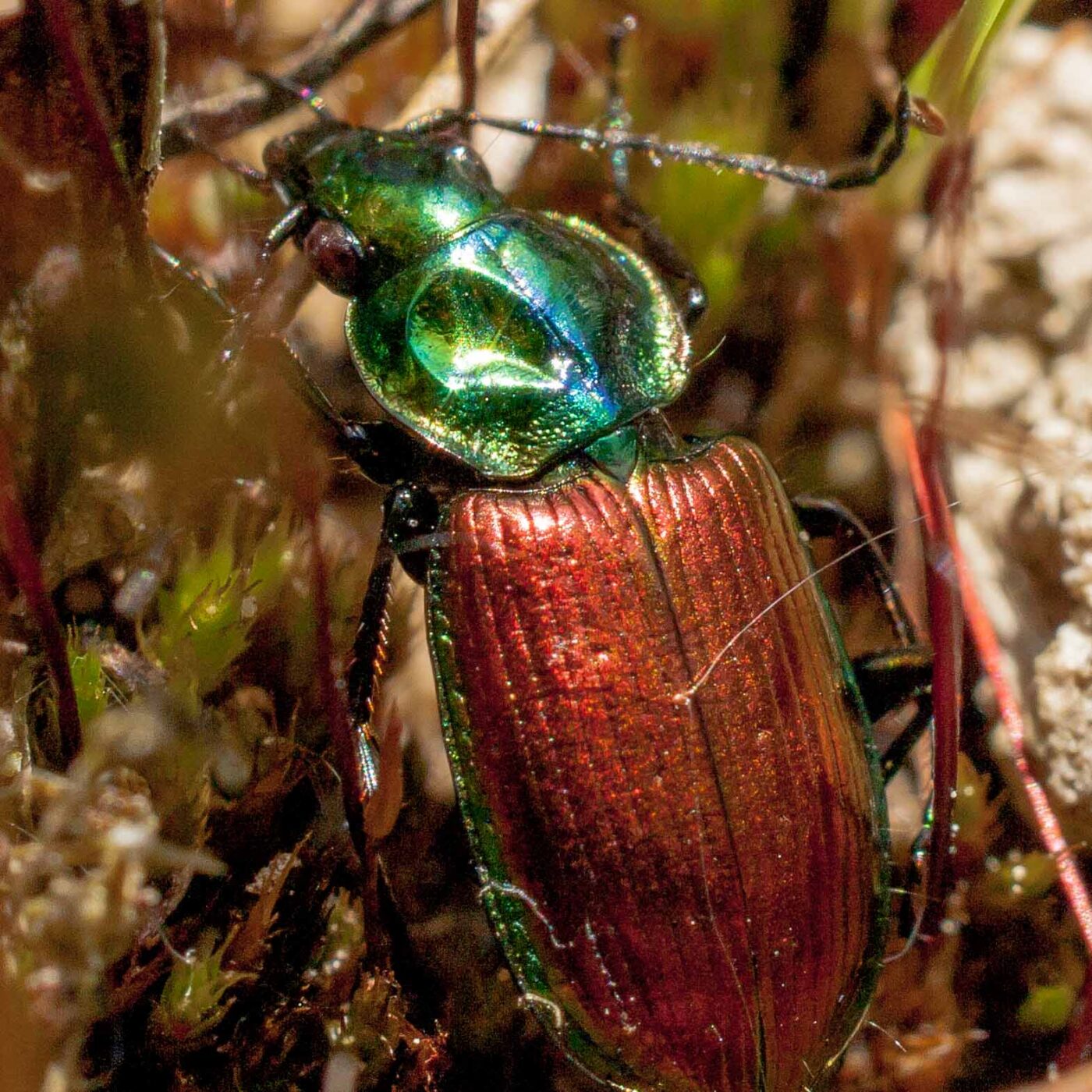 2017-05-25 - Blankenburg