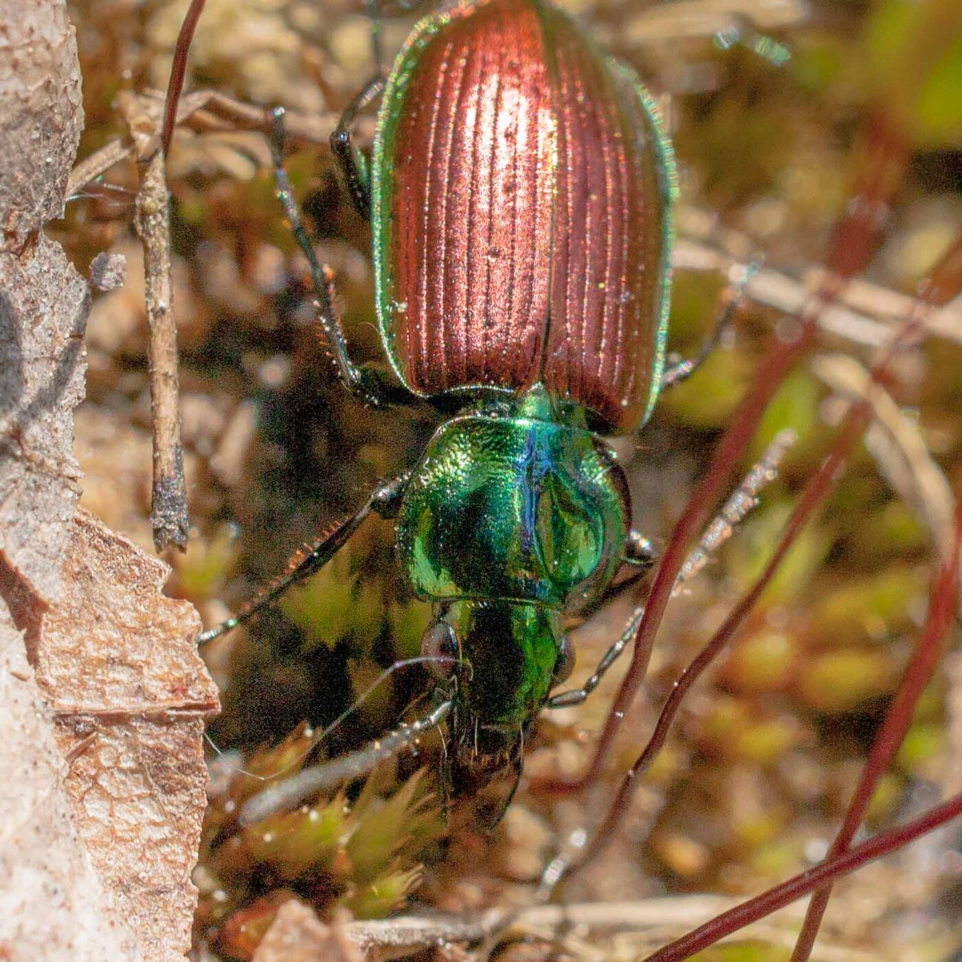 2017-05-25 - Blankenburg