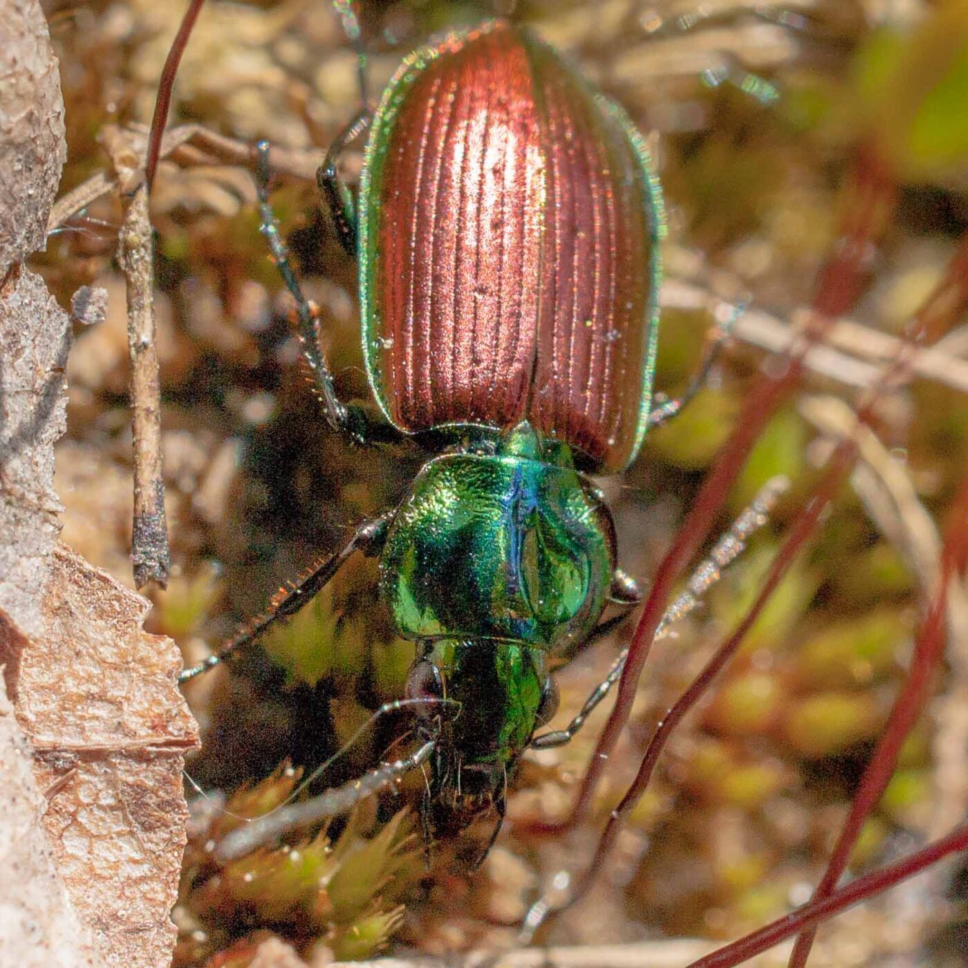 2017-05-25 - Blankenburg