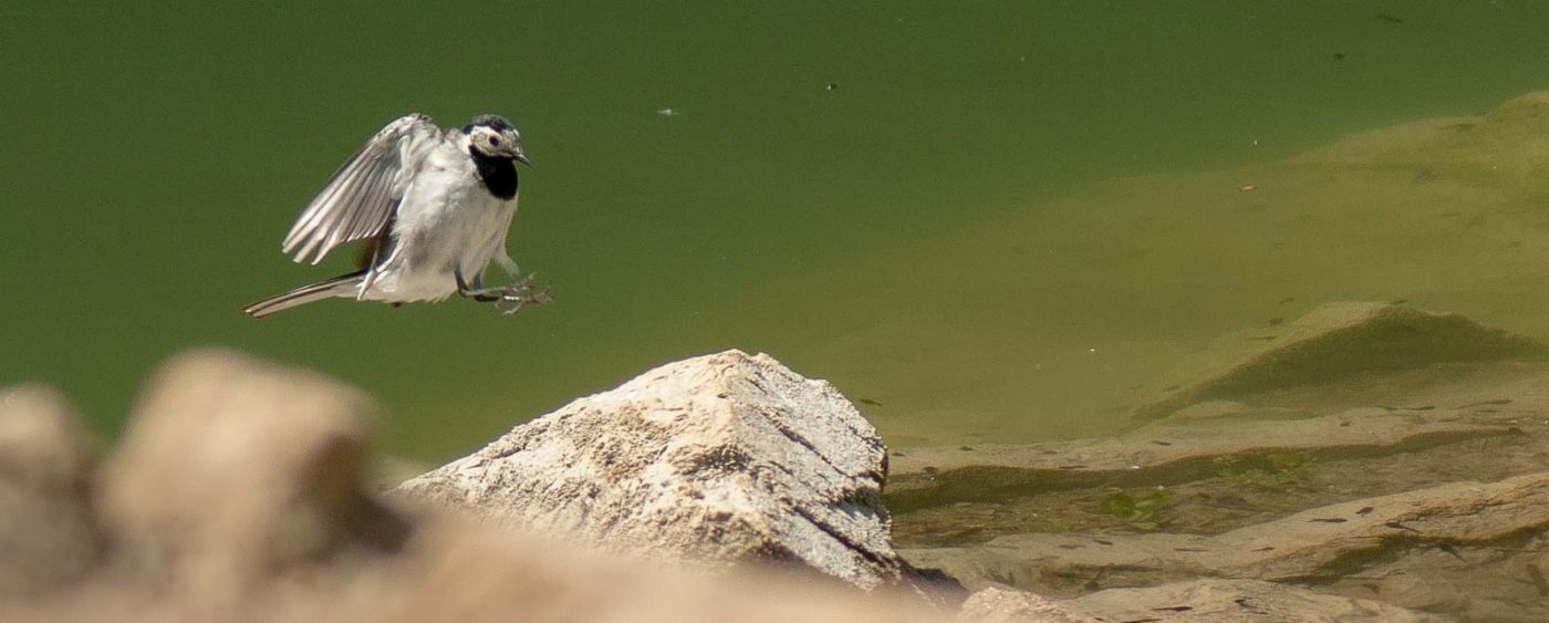 2017-05-25 - Blankenburg