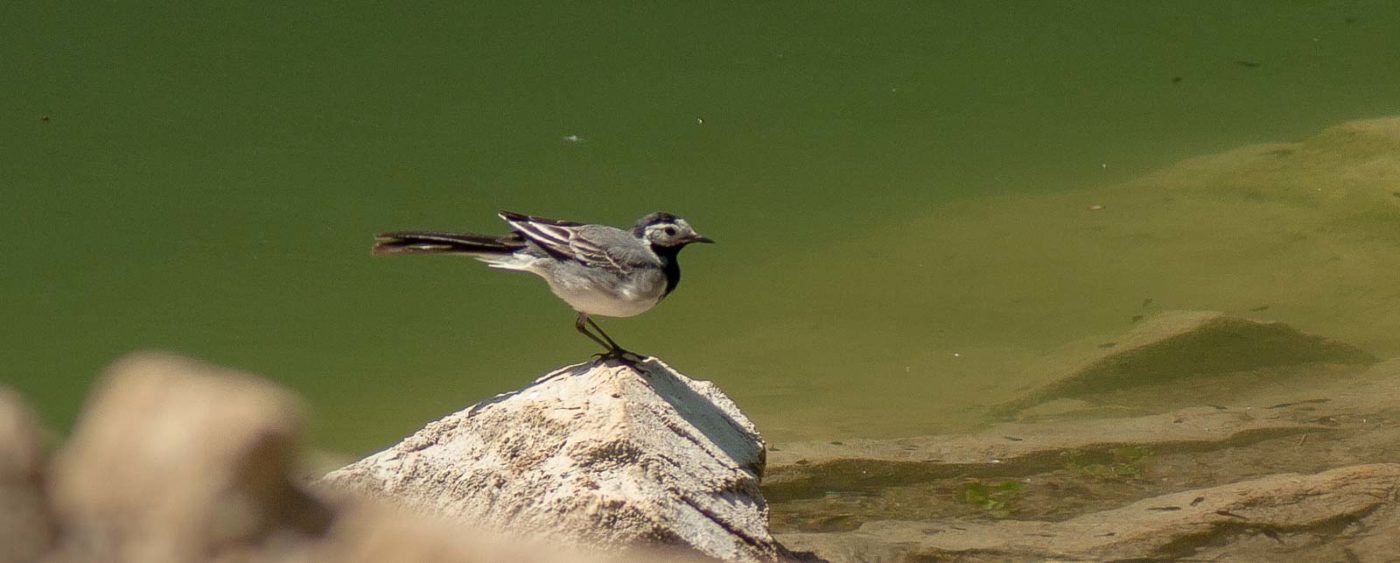 2017-05-25 - Blankenburg