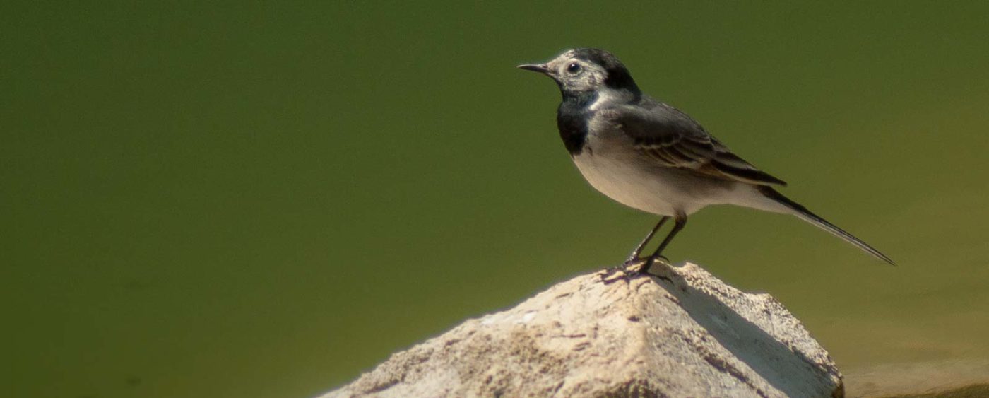 2017-05-25 - Blankenburg