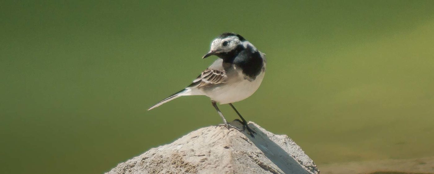 2017-05-25 - Blankenburg