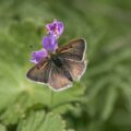 2017-05-25 - Blankenburg