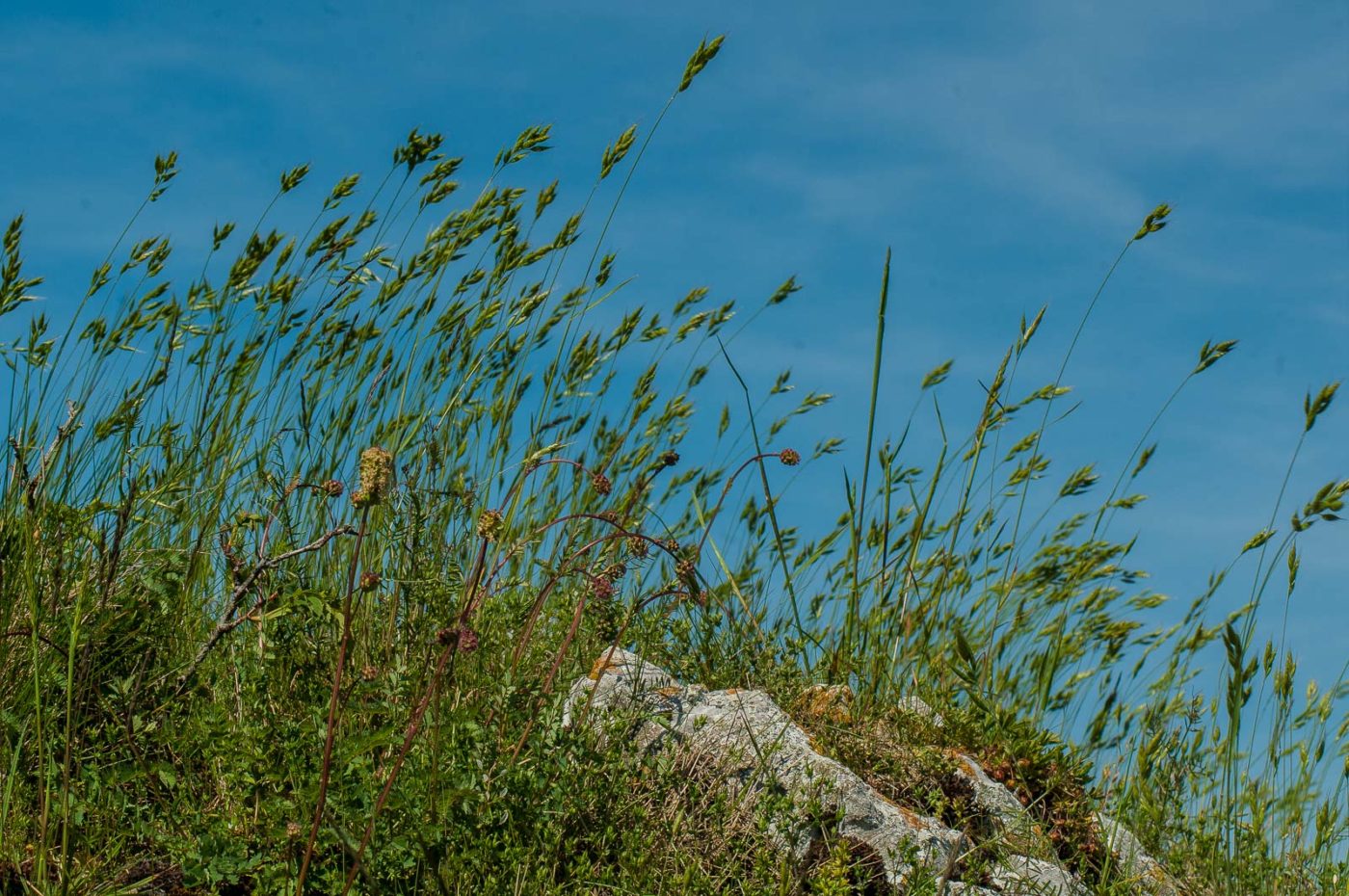 2017-05-25 - Blankenburg