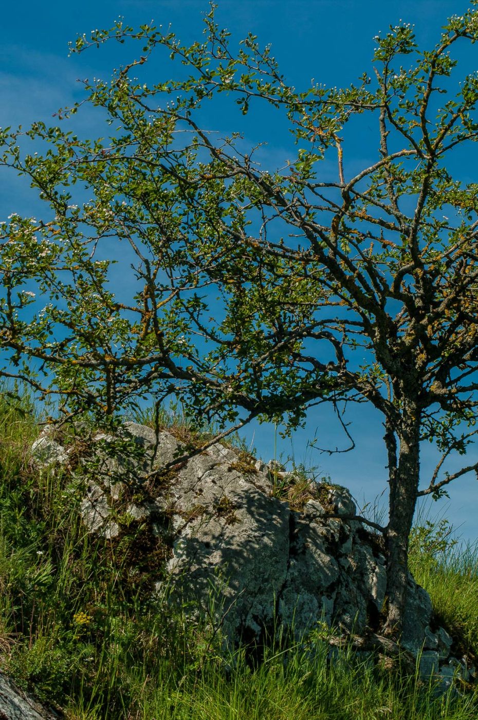 2017-05-25 - Blankenburg