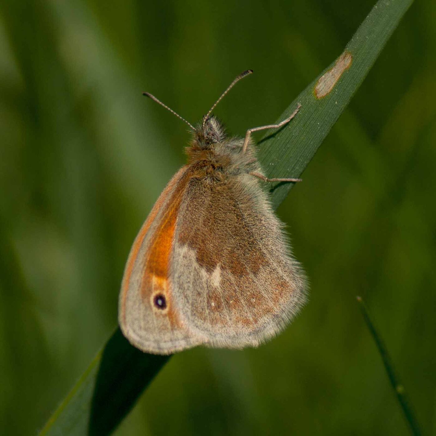 2017-05-25 - Blankenburg