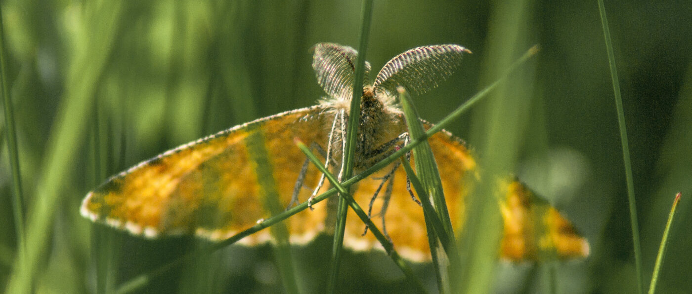 2017-05-25 - Blankenburg