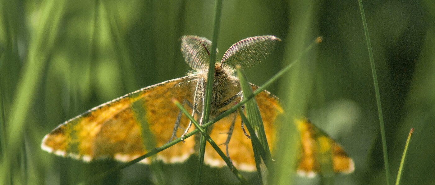 2017-05-25 - Blankenburg