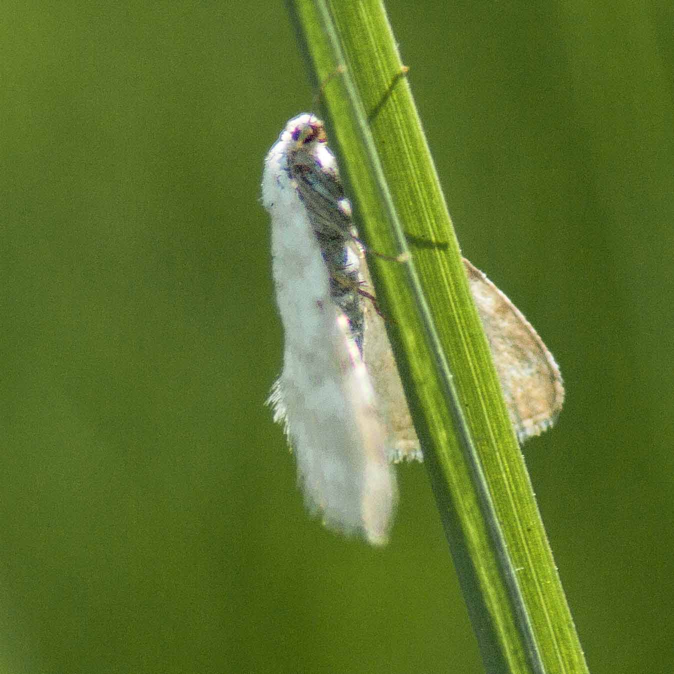 2017-05-25 - Blankenburg