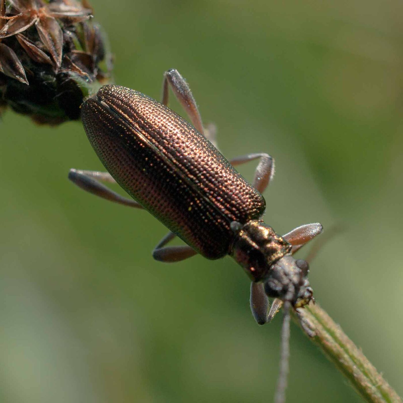2017-05-25 - Blankenburg