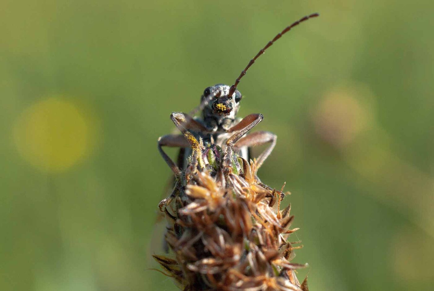 2017-05-25 - Blankenburg